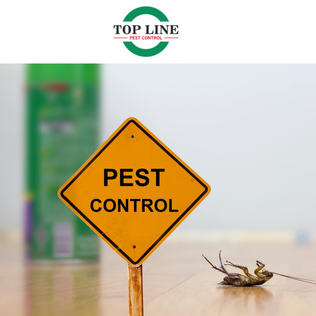 Termite Control